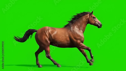 Majestic Brown Horse Galloping on a Vibrant Green Screen Background.