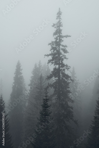 Misty conifer forest in dense fog