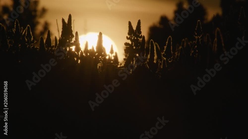 Setting sun behind lupine flower buds Iceland summer
