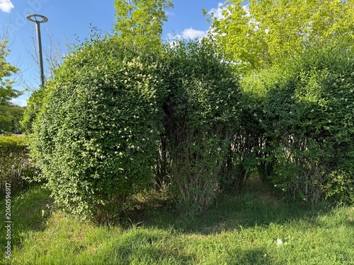 Fotografie Shaped Ligustrum vulgare bushes blooming in a sunny park