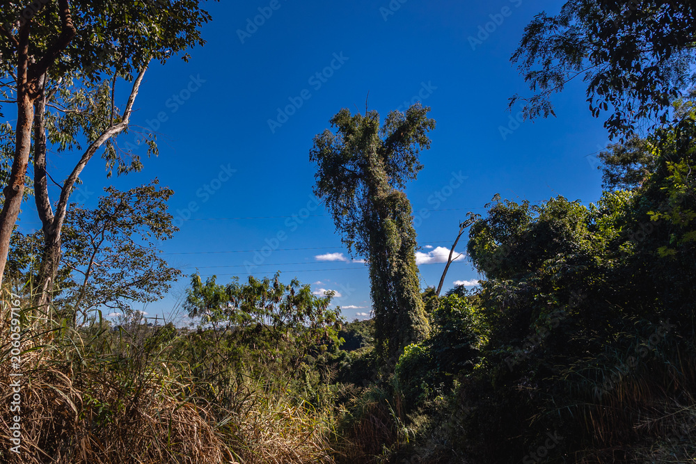Fototapeta premium árvore na cidade de Contagem, Estado de Minas Gerais, Brasil