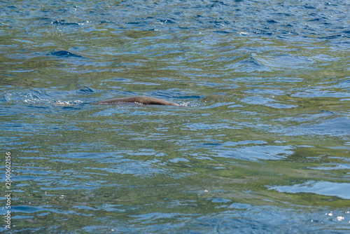 The Hawaiian monk seal (Neomonachus schauinslandi) in Lehua Channel between Lehua Island (Lehua Crater) and Niihau Island.  Kauai County, Hawaii. Pacific Ocean