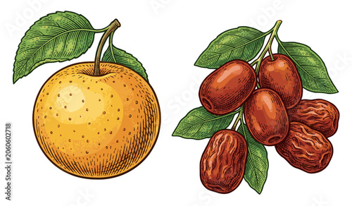 Obraz na płótnie Vintage botanical illustration of a fresh yellow orange fruit and a bunch of swe