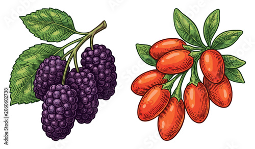 Photos Hand-drawn botanical illustration of fresh mulberry and goji berry branches with