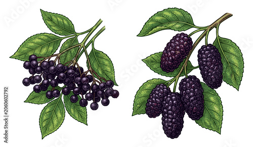 Foto Hand Drawn Botanical Illustration Set Featuring Fresh Ripe Elderberry Clusters a