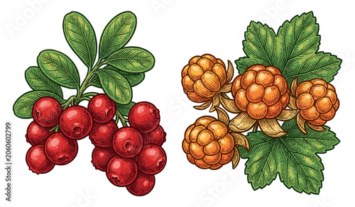 Foto Detailed illustration of fresh wild berries vibrant red cranberries and golden c