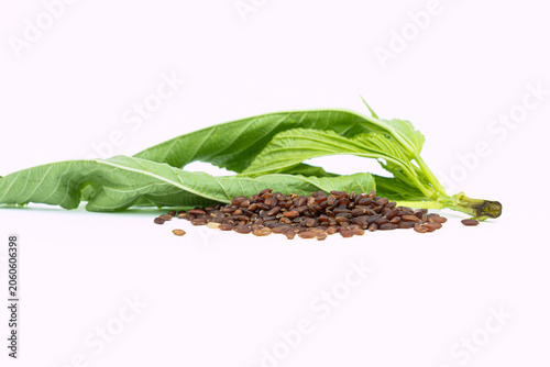 Fotografie Studio shot of unpolished black rice pile and green leaves isolated on white bac