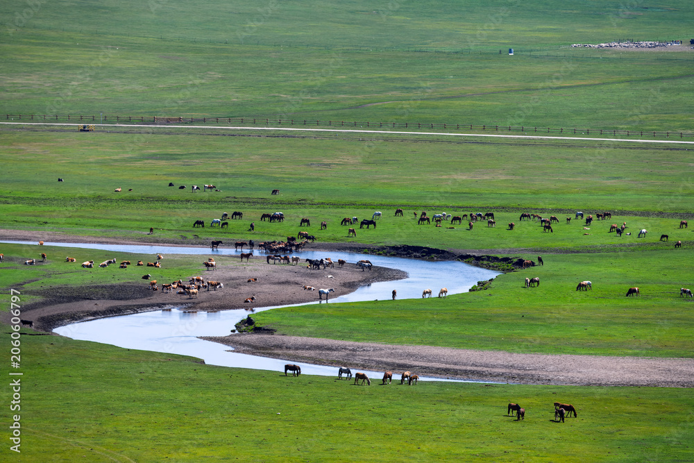 Naklejka premium The horse herd scenery in the Mergel River Valley of the Hulunbuir Grassland in Hulunbuir City, Inner Mongolia Autonomous Region, China