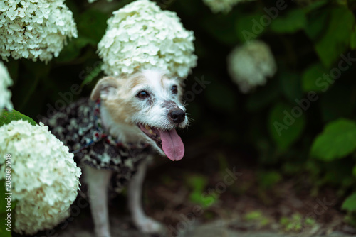 Bild auf Leinwand Jack Russell Terrier Wearing an Anabelle Hydrangea Flower on It's Head