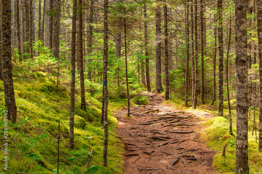 Obraz premium Moss Covered Forest Hiking Trail in Deer Isle Maine Woods