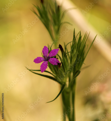 Small purple flower
