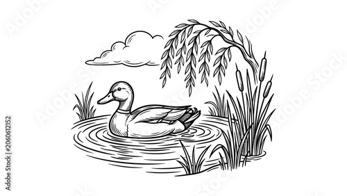 Detailed hand drawn sketch illustration of a mallard duck swimming on a pond.