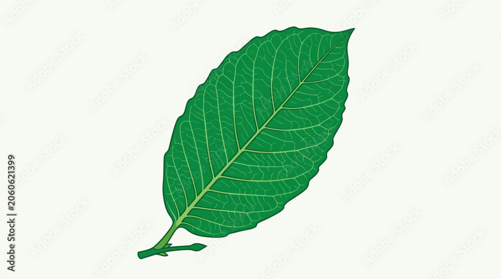 Fototapeta premium Single Green Leaf Isolated.