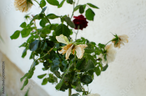 A young rose tree with red and white flowers that have begun to wither