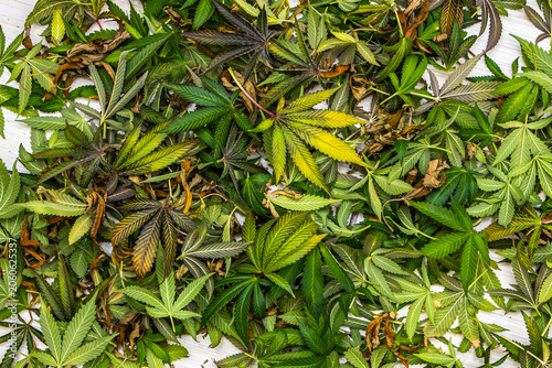 Tableau sur toile Flat lay pattern of freshly harvested cannabis leaves with green, purple and dry