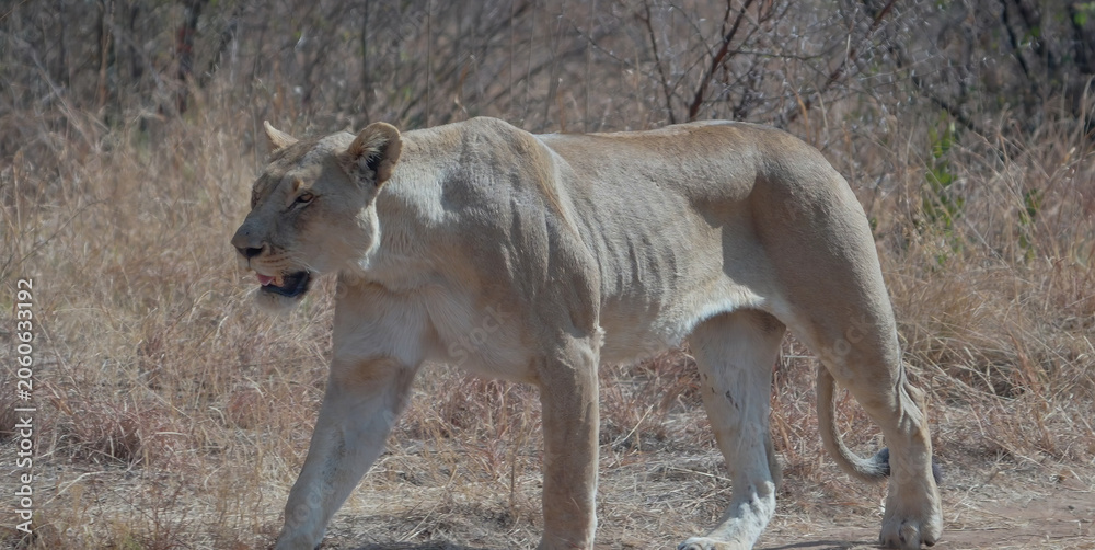 Naklejka premium a close up shot of a female lion approaching at pilanesberg national park in south africa