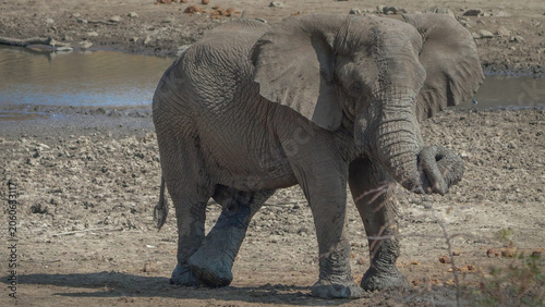 a wide shot of a male elephant with a trickle of urine during musth at pilanesberg national park in south africa