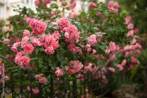 A vibrant display of pink roses blooming on a green bush near a decorative iron fence. The scene is lush and colorful, showcasing nature's beauty.