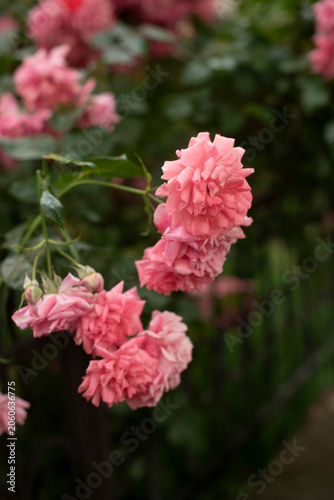 Pink roses bloom on a green bush, showcasing their layered petals and vibrant color. The background features a blurred garden setting.