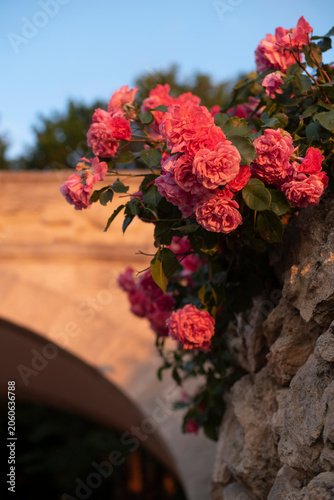 Pink roses bloom against a stone wall in warm evening light. The scene captures the beauty of nature and floral aesthetics.