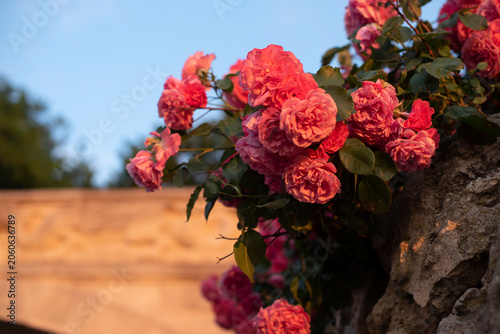 Pink roses bloom against a stone wall under a clear blue sky. The flowers are vibrant and lush, showcasing their delicate petals and green leaves.