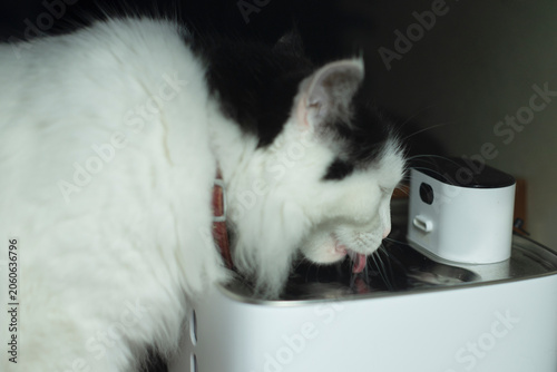 A fluffy black and white domestic cat drinks water from a pet fountain. it has a collar and is focused on the water stream.