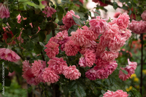 A cluster of vibrant pink roses in full bloom, surrounded by lush green leaves. The flowers display a rich texture and layered petals, creating a lush garden scene.