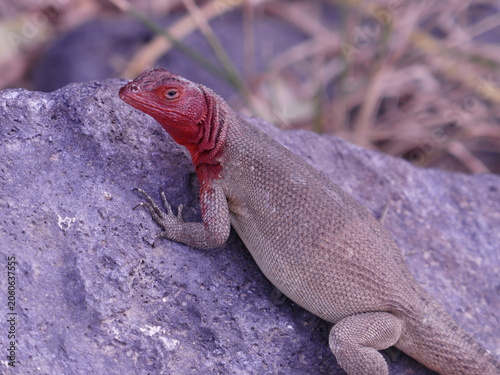 Galapagos islands lava lizard with red head