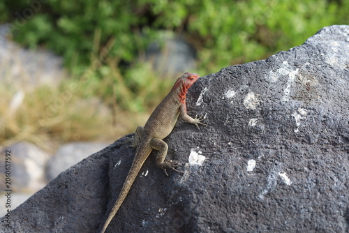 Galapagos islands lava lizard with red neck climbing rock
