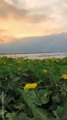 Dense tropical greenery and wild yellow flowers growing on a hillside beneath a large tree, creating a natural botanical landscape with a fresh, lush atmosphere.