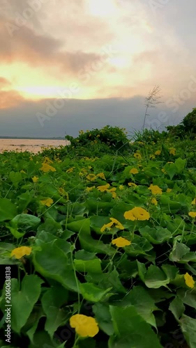 Peaceful tropical beach scene at sunset with dramatic cloudy sky, calm sea, sandy shore, and lush green coastal plants in the foreground, creating a serene natural landscape.