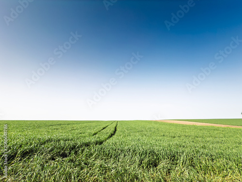 A wide green agricultural, young wheat field stretches across the flat Vojvodina landscape in Serbia, crop rows, open farmland, distant horizon and a clear blue sky, a symbol of serbian agriculture.