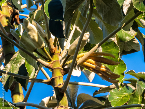 A low-angle view of the lush green canopy of a Cecropia tree, also known as Embauba, reaching towards a vibrant, clear blue sky in the Brazilian rainforest. 