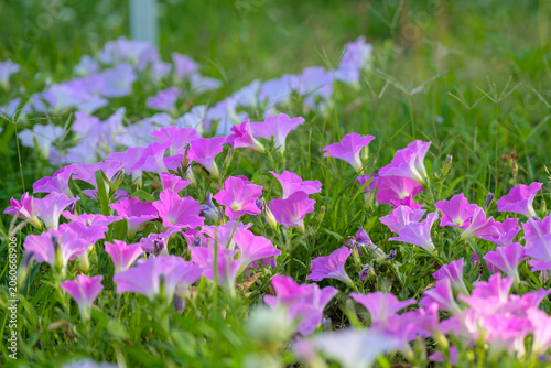 Fényképezés 夏の朝の光を浴びて緑の草原に鮮やかに群生して咲く野生のヒルガオと薄紫の花々 自然の背景素材