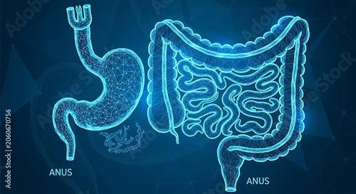 Glowing digital wireframe of the human digestive system