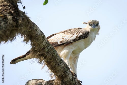Changeable Hawk-Eagle Perched on a Tree Branch