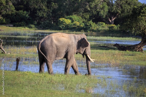 фотографія Asian Elephant Foraging in a Wetland Habitat