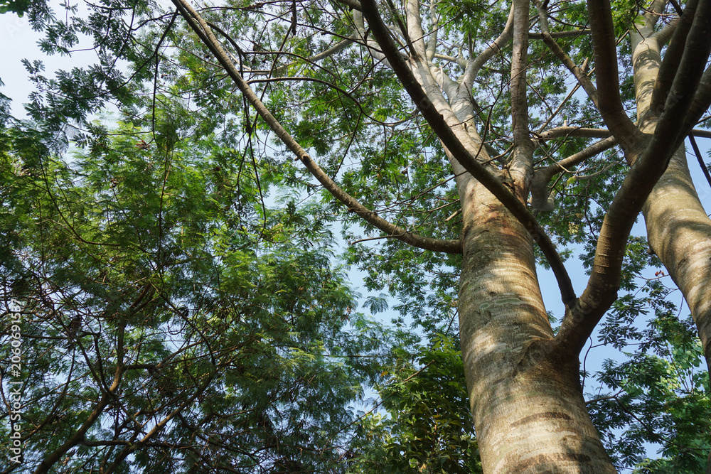 Fototapeta premium Looking up through the spreading branches and green canopy of tall falcataria or albizia trees reaching towards a bright clear blue sky in the forest