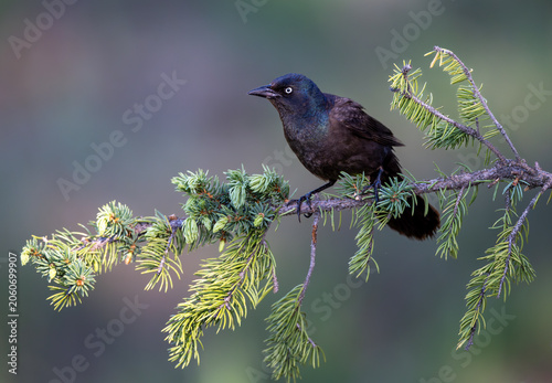 Fotografía Common Grackle (Quiscalus quiscula)