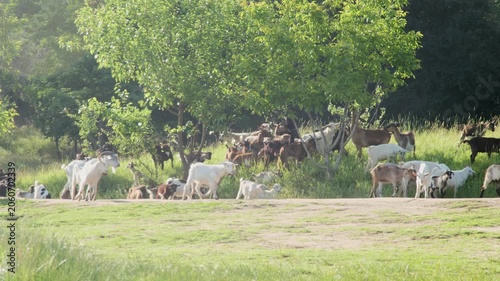 Group of farm goats standing and walking on green grass near a forest edge during a sunny day.
