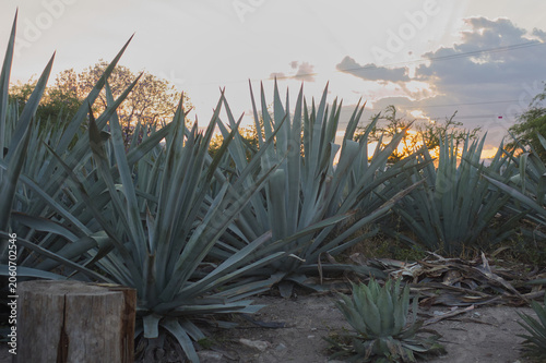 PAISAJE CON AGAVES ESPADÍN EN CULTIVO DE MEZCAL