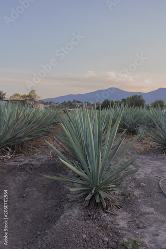 PAISAJE AL ATARDECER CON COSECHA DE AGAVE DE MEZCAL
