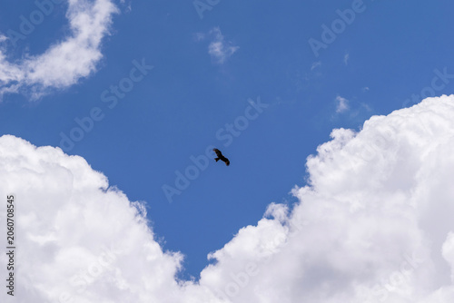 青空に舞うトンビ