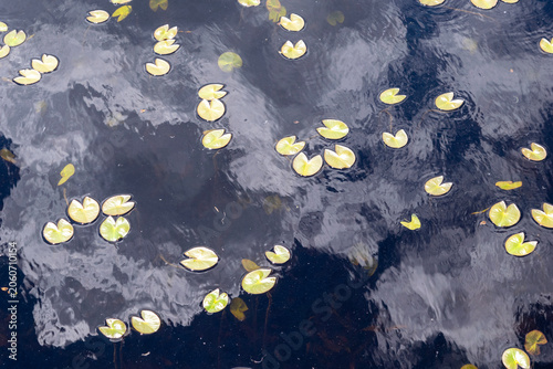 水面に浮かぶ丸い水草の葉