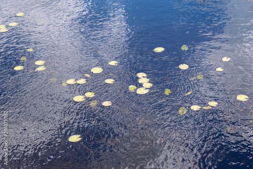 水面に浮かぶ丸い水草の葉