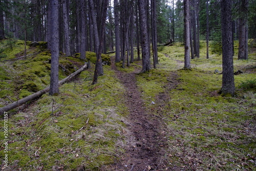 Принти на полотні footpath in the forest, lake in the mountains with blue sky, lake in Banff natio
