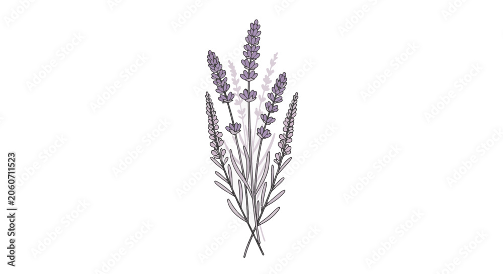 Fototapeta premium Minimalist botanical vector illustration of lavender sprigs with purple floral blooms and black outlines on a white background, suitable for greeting cards and cosmetic packaging design.