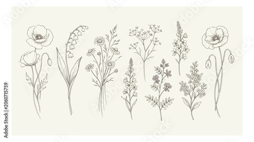 Tableau sur toile Minimalist wildflower line art collection, hand drawn botanical sketches, 9 flor