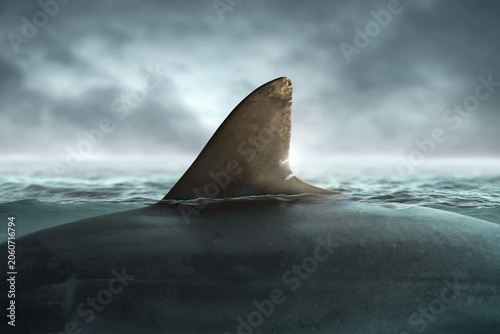 Great white shark fin over the ocean