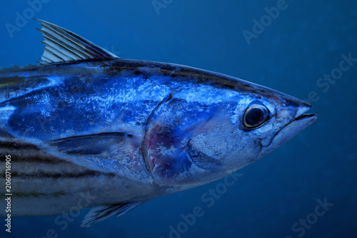 Closeup of skipjack tuna fish swimming in the ocean